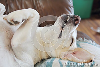 Tree walker hound asleep Stock Photo