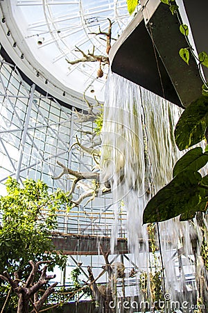 Tree and water installation in Green Planet indoor tropical park.Dubai. UAE Editorial Stock Photo