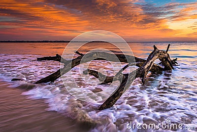 Tree and waves in the Atlantic Ocean at sunrise at Driftwood Beach, Jekyll Island, Georgia. Stock Photo