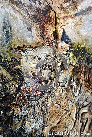 Tree weird abstract colorful texture close up, vertical background Stock Photo