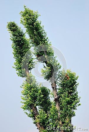 A tree with weird canopy shape Stock Photo