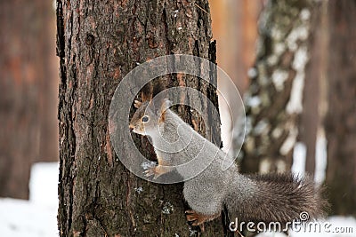 The tree on which the creeping gray squirrel, winter in the woods Stock Photo