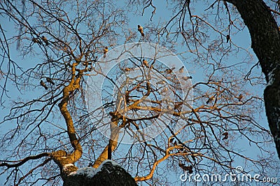 The tree on which sit the Ravens Stock Photo