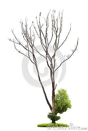 Tree on white background Stock Photo