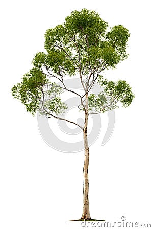 Tree on white background Stock Photo