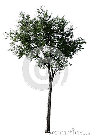 Tree on white background. Stock Photo