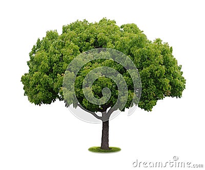 A tree with a white background no6 Stock Photo