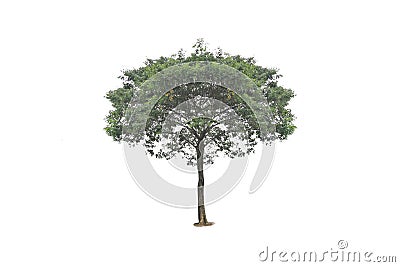 A Tree with white background Stock Photo