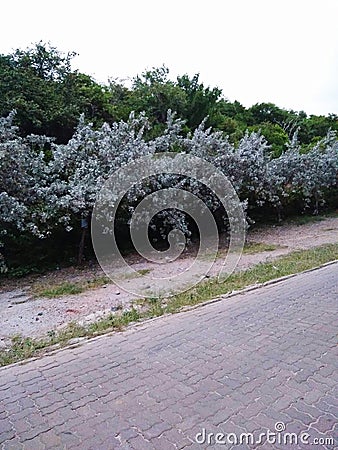 Tree White in Koh Larn Stock Photo