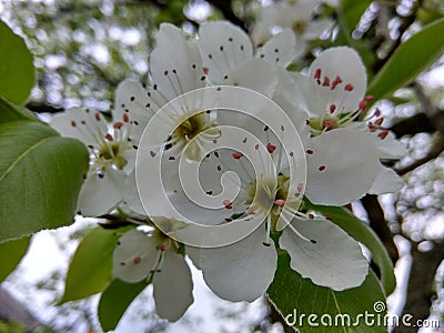 Tree white flower Stock Photo