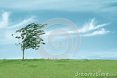 Tree in the wind Stock Photo