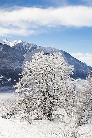 Tree during the winter full of snow Stock Photo