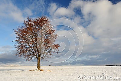 Tree in winter Stock Photo