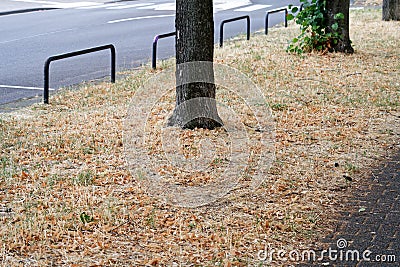 a tree on withered green strip Stock Photo