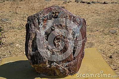 Tree and Wood Fossil Segment Stock Photo
