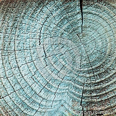 Tree wood rings Stock Photo