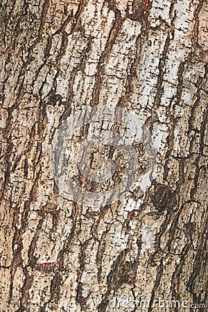 Tree and wood skin background Stock Photo