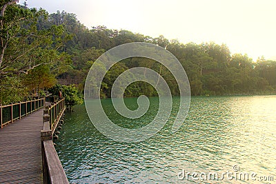 Tree with Wooden walkway Stock Photo