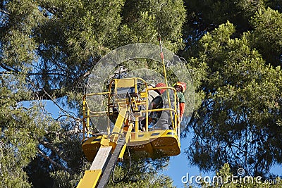 Tree work, pruning operations. Crane and pine wood Editorial Stock Photo