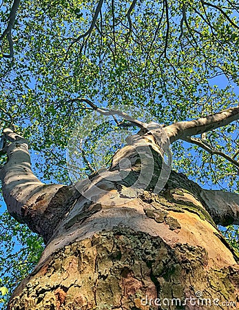 Tree in worm`s-eye perspective/ Baum aus der Froschperspektive Stock Photo