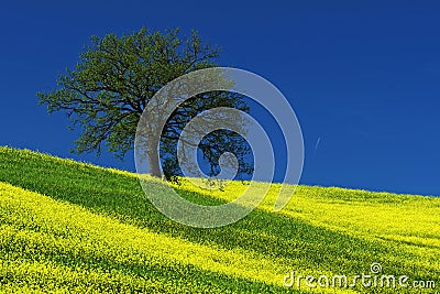 Tree on the yellow flower field with clear blue sky, Tuscany, Italy Stock Photo