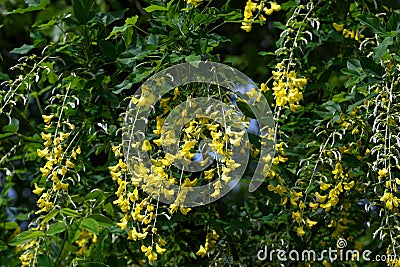 Tree with yellow flowers of Laburnum anagyroides, the common laburnum, golden chain or golden rain, in full bloom in a sunny sprin Stock Photo