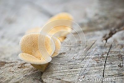 Tree yellow fungus Stock Photo