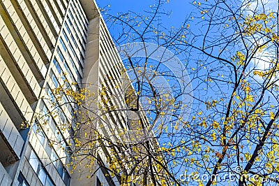 The tree with yellow leaves and the tall concrete building Stock Photo