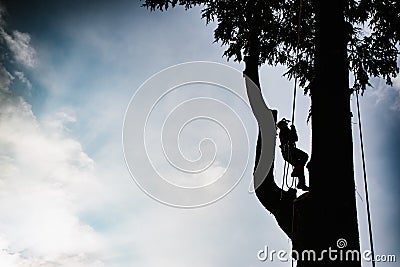 treeclimber above tree to perform pruning and felling arboriculture Stock Photo