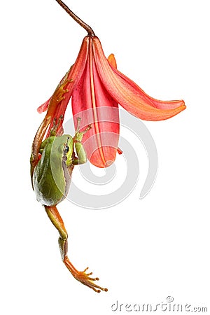 Treefrog climbing on a flower Stock Photo