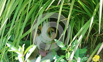 A treeing Russell coonhound finds a cool place to rest Stock Photo