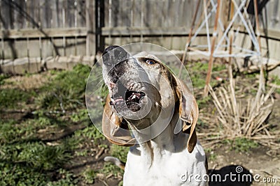 Treeing Walker Coon Hound Howling Stock Photo