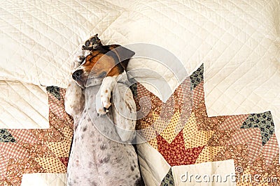 Treeing Walker Coonhound on bed Stock Photo