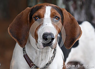 Treeing Walker Coonhound dog with big floppy ears portrait Stock Photo