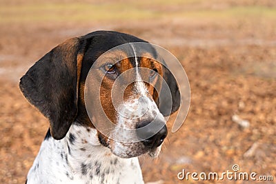 Treeing Walker Coonhound dog looking forward Stock Photo