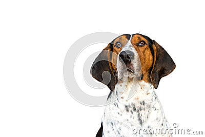 Treeing Walker Coonhound dog looking forward Stock Photo