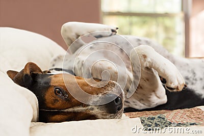 Treeing Walker Coonhound dog lying upside down on bed Stock Photo