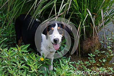 Treeing walker coonhound keeping cool in the shade Stock Photo