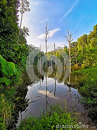Treeline reflection on pond in Bukit Sapu Tangan hiking trail Shah Alam Selangor Malaysia Stock Photo