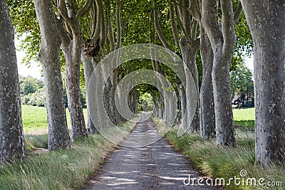 Treelined path on country road Stock Photo