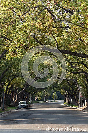 A treelined street in an upscale area in California. Stock Photo