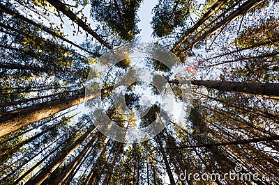 Trees against the sky Stock Photo