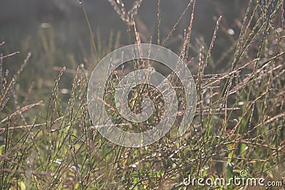 Beautiful grass made with a vintage filter. background Stock Photo