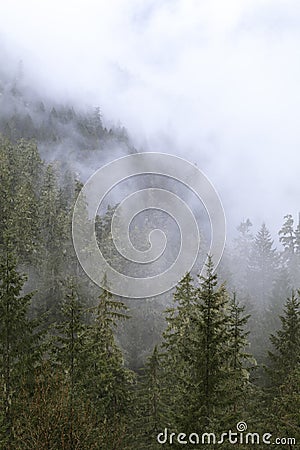 Foggy Oregon Forest Stock Photo