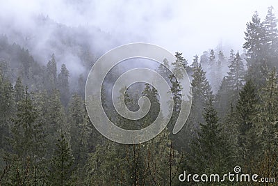 Foggy Oregon Forest Stock Photo