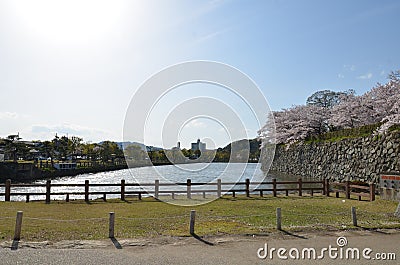 The trees around Himeji Castle. Stock Photo