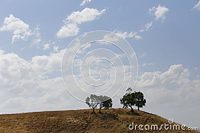 Trees atop a hilly landscape on a cloudy day Stock Photo