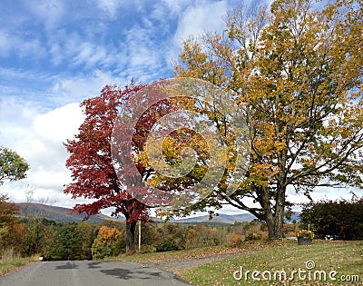 Trees in Autumn on Country Road II Stock Photo