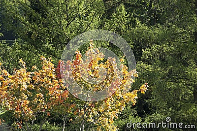 Trees with autumn foliage Stock Photo