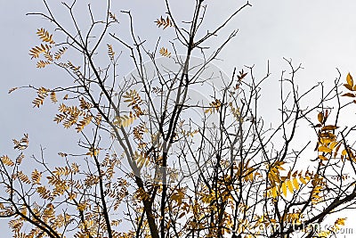 Trees in autumn season Stock Photo